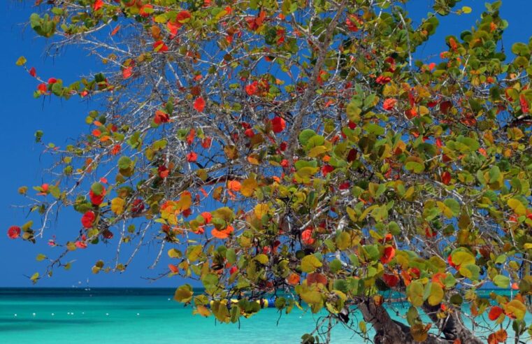 Se você ama praia vai PIRAR! Venha descobri essas 3 joias escondidas da Jamaica